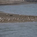 삽교호관광지 이미지