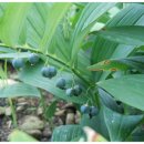 고성토종흑염소 이미지