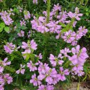 북한강펜션 이미지