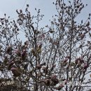 진달래 핀 풍경 | 청계산 진달래능선 봄 등산코스 추천 후기