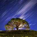 별과 소나무 이미지