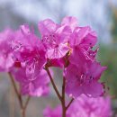 진달래 이미지