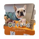 꿀독 | 평택 고덕 애견유치원 애견호텔 애견미용 " 꿀독 " 후기