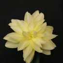 Narcissus cv. ‘Eystettensis’ 아이스테텐시스(예명/앤 공주)원종수선화 이미지