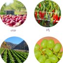 별천지영농조합법인 이미지