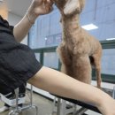 안산크라운애견미용학원