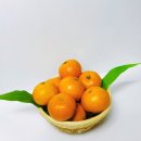 로얄환경 | 과일도매, 당일 수확 당일 배송! 친환경 재배 효돈감귤 로얄과 후기