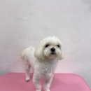 앨리스동물병원 이미지