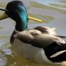 청둥오리 이미지