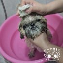 강아지스토리 강아지 바르는 치약, 천연 수제 비누 추천, 사용 후기