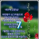 톨스토이 명언/진실하라 이미지