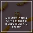 조이펫 | 우리 댕댕이 간식으로 딱! 펫생각 하루조이 미니말랑 바나나 간식 솔직 후기