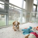 퍼피베베 이미지