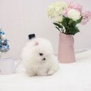 송현동 강아지 이미지