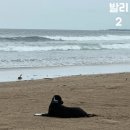 [발리 2박3일] 12월 서핑강습 가격 후기 / 비치워크 쇼핑센터 야바 그래놀라 / 크럼앤코스터 메뉴추천