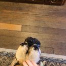 원두댕댕이 이미지