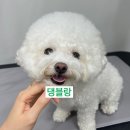 댕블랑 이미지