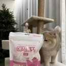 펫포유(PET FOR YOU) | 건강한 고양이 간식 추천 굿포펫 동결건조 애착트릿 치킨트릿 먹여본 후기
