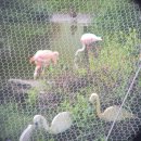 동물원 | [청주 여행] 주말 나들이 장소로 강력 추천! '청주랜드 동물원' 방문 후기🐒🦊🦅🦚
