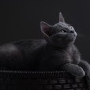 Fall in Rags 이미지