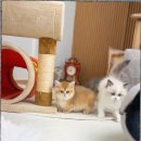 캣스토리 고양이분양 일산본점 이미지