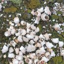 하도별방 이미지