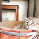 이시아오토리페어 | 뚜둥 월요일 !! 팔공산 시골집 봄네일~ 이마튜 트레이더스 더블엣지불고기 피자