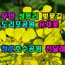 무안성동리벚꽃길 도리포공원유채꽃 청호호수공원 이미지