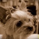 이윤권양한방동물병원 이미지