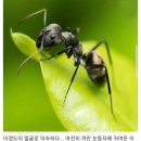 현미경 5배 확대한 실제 개미 얼굴 이미지