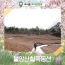 철쭉동산 | 2026 불암산철쭉동산 철쭉 개화시기 실시간 3월 후기