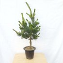 그린피아 이미지