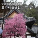 경남양산가볼만한곳 통도사 홍매화 주차팁 방문 후기