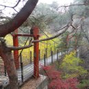 가온나무 이미지