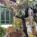 사과나무집 이미지