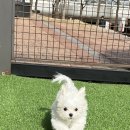 멜로우 그루밍 이미지