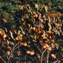 여주-1138 이미지