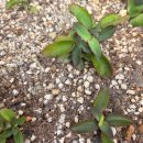 다육꽃세상 이미지