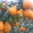 서당 농장 이미지