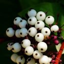 흰말채나무 열매 이미지