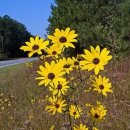 Helianthus angustifolius(swamp sunflower) 이미지