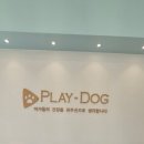 요크독애견샵 | 파주 애견샵 플레이독 파주본점 방문 후기