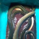 블랙(420) 이미지