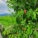 곡성-183 이미지