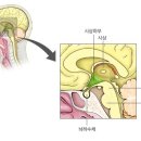 [땀-4] 자율신경(시상하부_체온조절중추) 이미지