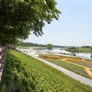 은행나무길(문화재단앞) 이미지