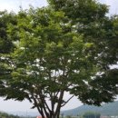 김해진영LH천년나무2단지 | [2026/02/08/일요일]김해시 진영읍 장등로&amp;진영로...만일상기록&amp;일요일&amp;동네&amp;진영역사공원&amp;산책&amp;외출...