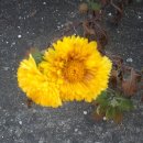 대종2리 이미지