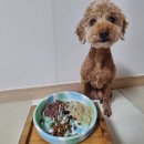 생활편의연구소 | 강아지 고양이 급체방지 실리콘연구소실리킹문볼슬로우식기 추천 후기