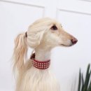 (주)견공 이미지